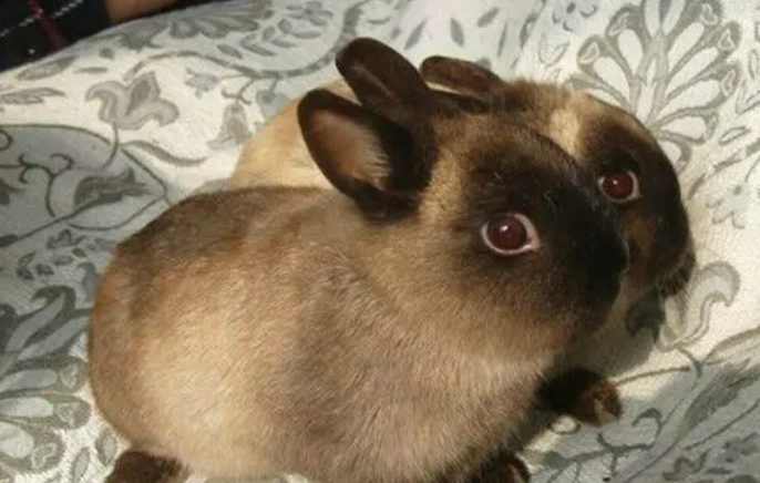 每日一问：暹罗兔臭不臭？