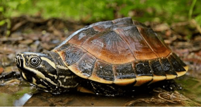 喜暖怕寒的食螺龟,养龟朋友要谨慎 喜暖怕寒的食螺龟,养龟朋友要谨慎