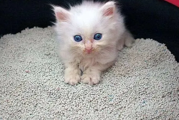 猫咪正常使用猫砂的4种方法,有猫咪的猫奴,快来看看 猫咪正常使用猫砂的4种方法,有猫咪的猫奴,快来看看