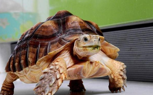 苏卡达不排酸怎么办？试试这个办法