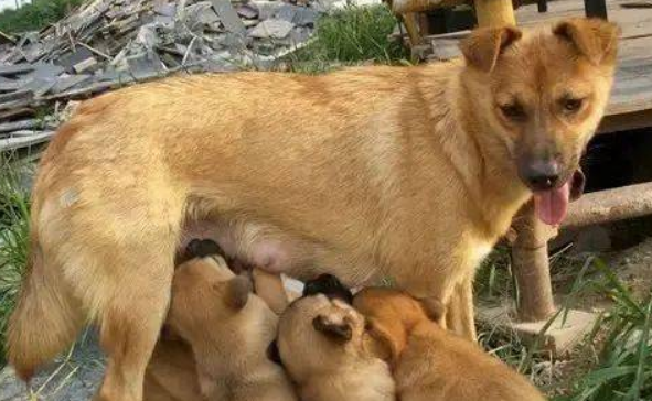 小狗怎么生下来就死的？一定要注意狗妈妈的养护