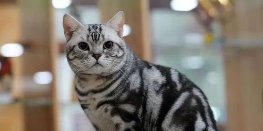 美短返祖猫不值钱吗？想知道的来了解一下