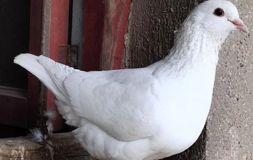 想知道白王鸽吃什么？还不快来看看~