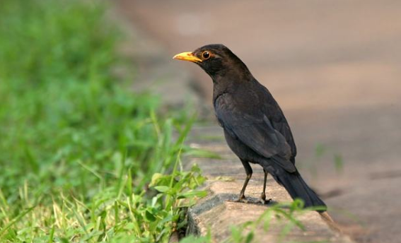 乌鸫怎么驯服，赶紧收藏备用！