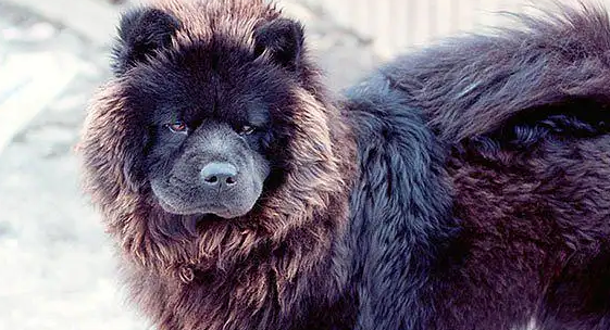 不知道松狮怎么选择？用这些技巧即可！