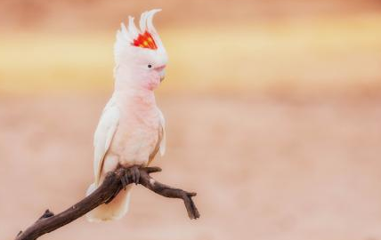 米契尔少校凤头鹦鹉命名由来?你了解吗? 米契尔少校凤头鹦鹉命名由来?你了解吗?