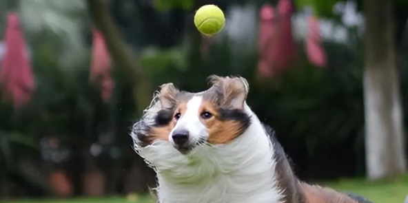 宠物医院不会告诉你的，实用养狗小知识，快码住！