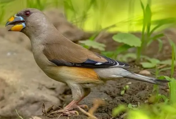 腊蜡嘴雀吃什么为食？不清楚的来这看看！