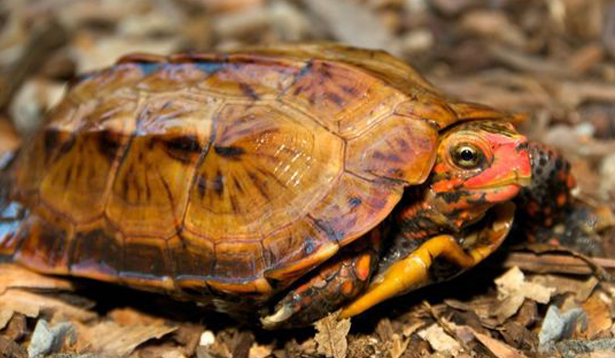 你们说,日本地龟饲养方法是什么? 你们说,日本地龟饲养方法是什么?