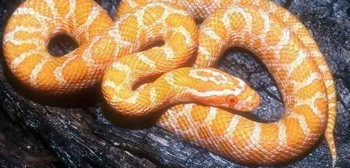 玉米蛇泡酒有哪些功效？说出来你可别不信！