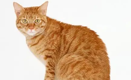 猫咪身上一块块掉毛怎么回事？这篇文章为你解答！