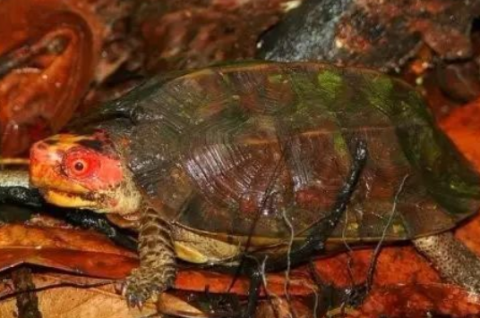 蔗林龟吃什么，一个个都清楚吗？