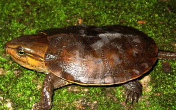 鹰咀龟公母怎么分？想养的人了解一下