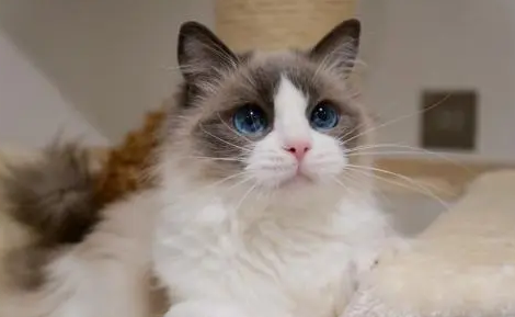 猫吃猫草后呕吐怎么回事？来这里为你解惑