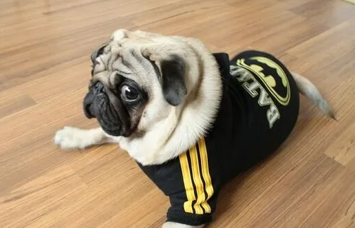 小短腿的狗都有哪些品种？快来认识一下吧～