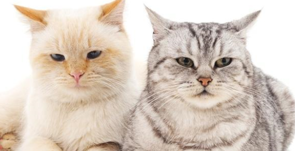 猫感冒了喂点人吃的感冒药就好？别胡来，感冒药不可乱喂