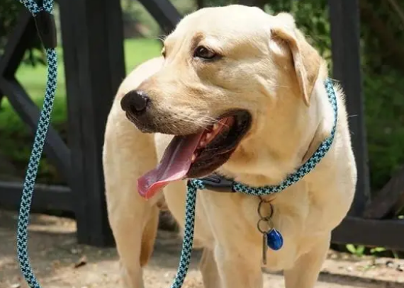 用这种牵引绳,只能是狗遛你! 用这种牵引绳,只能是狗遛你!