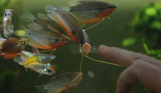 养鱼初期鱼缸水质调理技术：方法说的太好了，今年要试试