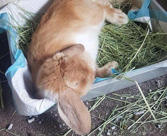 家养兔子会感染新型冠状病毒吗？不会