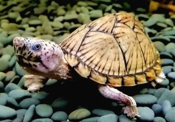 今日科普：养剃刀龟一定要加热吗？