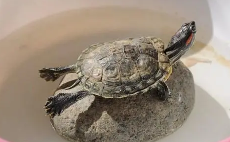 晒龟灯的正确用法和距离