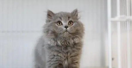 高地是什么品种的猫?想知道的都来看看 高地是什么品种的猫?想知道的都来看看