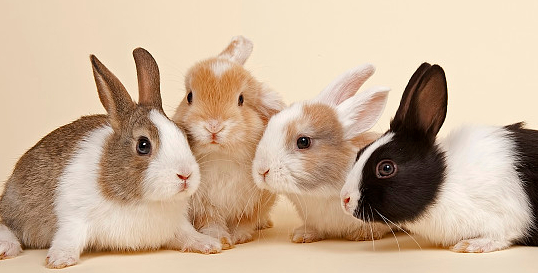 荷兰兔能长多大？本文可以给你答案