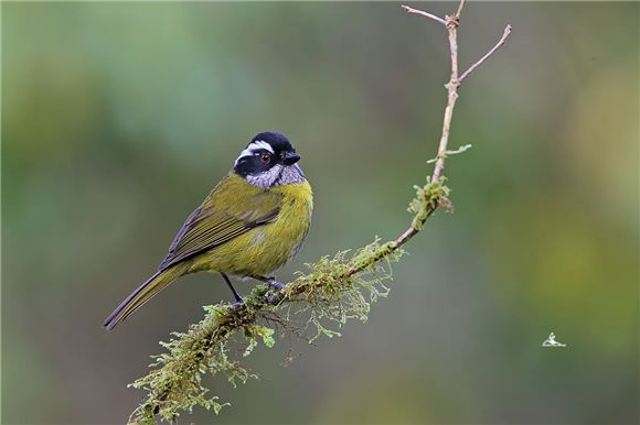你了解短嘴灌丛唐纳雀吗?很好看却很神秘 你了解短嘴灌丛唐纳雀吗?很好看却很神秘