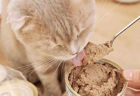你知道什么样的猫罐头对猫咪更好吗？