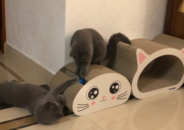 夏天猫窝需要凉席吗？猫窝多久清洗一次？