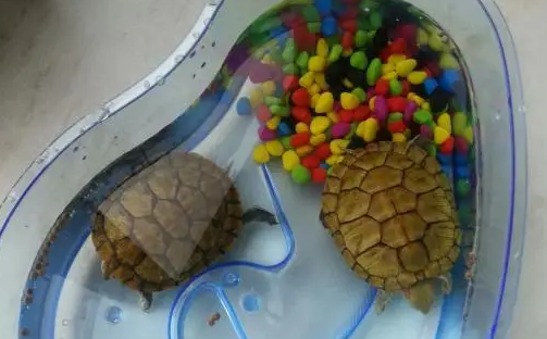 乌龟一次喂多少龟粮