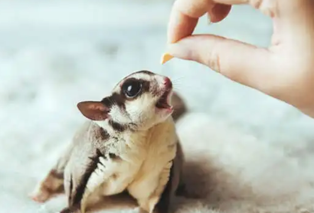 被澳洲蜜袋鼯挠了要不要打针，看这便知！