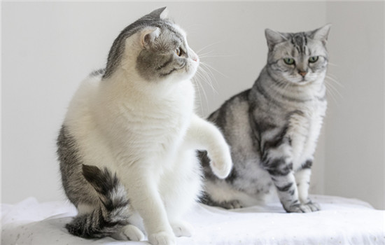 想要了解英短幼猫失败的品相？请看这里！