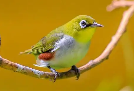 养绣眼鸟用什么笼子好？看完这篇文章你就知道了！