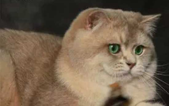 金渐层价格如此之高，是什么原因呢？