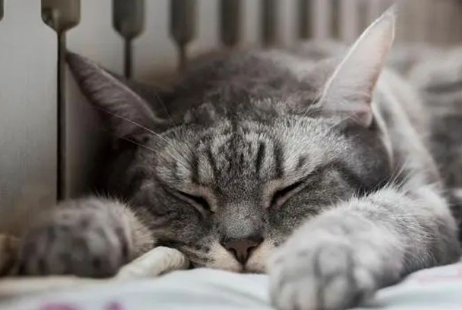 益生菌对猫咪真的好吗?有什么作用呢? 益生菌对猫咪真的好吗?有什么作用呢?