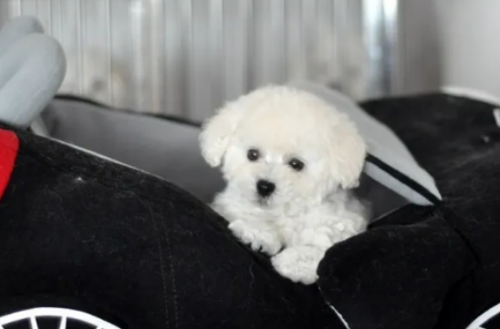 比熊犬长到几个月就停止生长了，铲屎官们一定要注意~