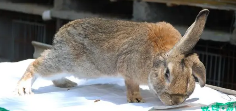 塞北兔怎么喂养?一起来看看吧 塞北兔怎么喂养?一起来看看吧