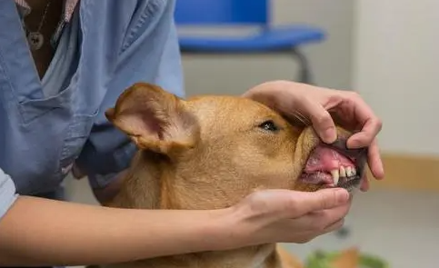 给狗狗补充微量元素，小营养，大作用！