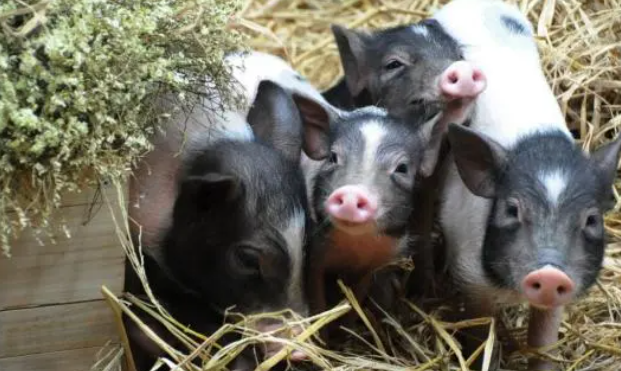 一只猪最多能活多久？答案在这里。