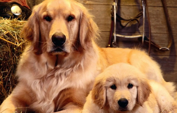 公狗多大发情一次？奇怪的知识增长了！