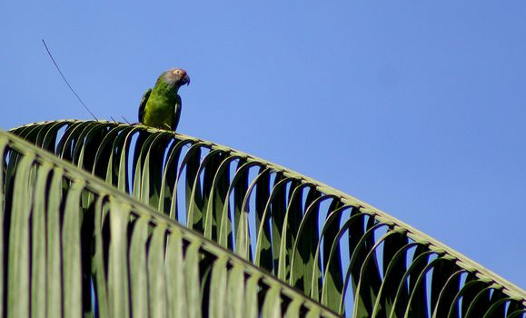 灰头锥尾鹦鹉说话能力强吗？训练很重要