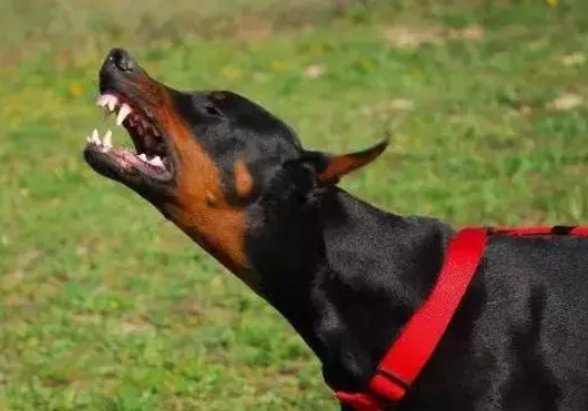 杜宾犬多大开始认主人?想养的人看过来 杜宾犬多大开始认主人?想养的人看过来