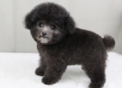 泰迪太粘人了怎么办？掌握这些你就轻松一些！