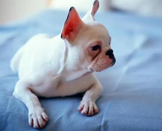 狗体外驱虫用什么药?应注意什么 狗体外驱虫用什么药?应注意什么