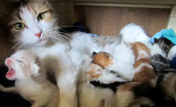 母猫和小猫在一起怎么断奶？这几个方法要收好