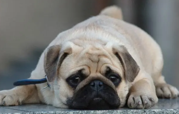 为什么很少人养巴哥犬？主要是这原因，看完你就知道了