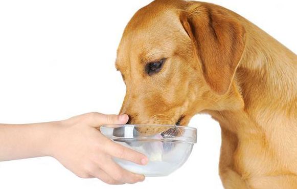 狗狗吃咸了怎么补救？铲屎官需掌握！