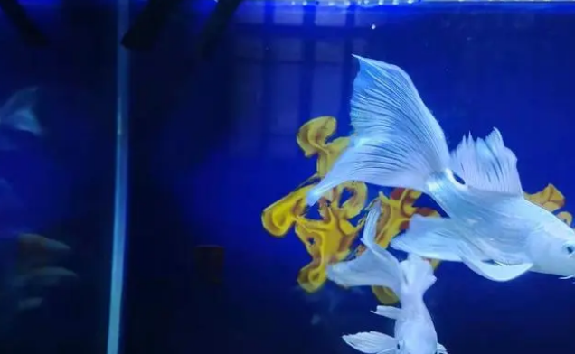 盛夏高温，可以给鱼缸打氧，但是我们关注到其他供氧方式了吗？