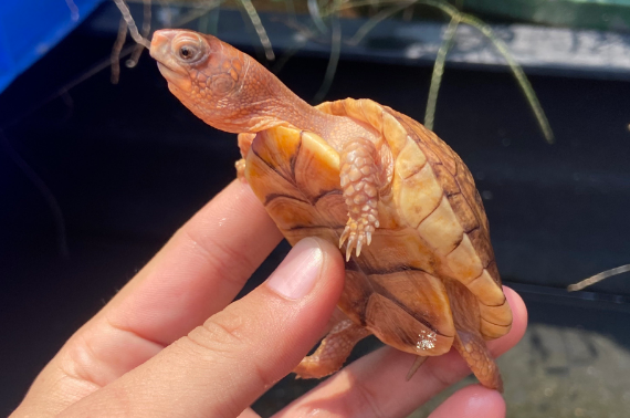 养龟必知：三趾箱龟如何看品相！